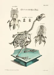 Esqueleto de tetraz ocidental