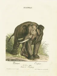 Elefante asiático no seu habitat natural
