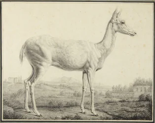 Veado