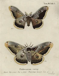 Traça Imperador, Saturnia pavonia.