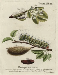 Traça imperatriz, Saturnia pavonia, larva, pupa, crisálida.
