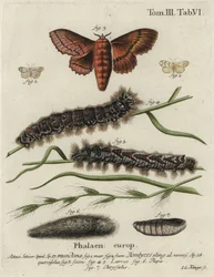 Rodapé Muslin e mariposas de carvalho.