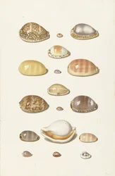 Conchas de Cauri