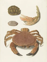 Um caranguejo, uma tesoura de caranguejo e dois cascos de tartaruga