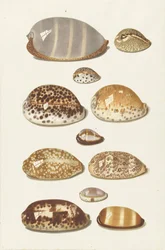 Onze conchas de búzios tropicais grandes e pequenas