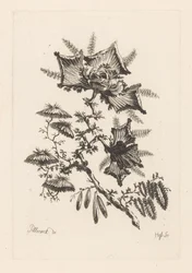 Flores em forma de voo
Fleures Barroco (título da série)