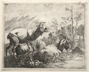 Cabras, 1665.