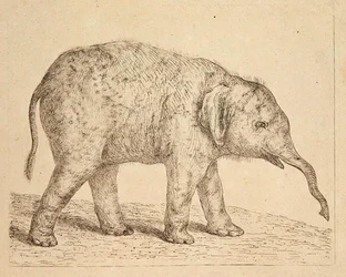 Elefante (gravura)