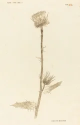 Maarian Carduus