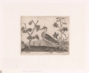 Série de gravuras com flores e animais em uma paisagem Paisagem com garça e espora Paisagens com animais, plantas e flores (título da série)