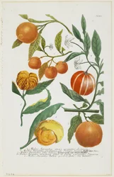 ae Malus Aurantia etc., de Phytanthoza Iconographia, 1735-45