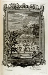 cultivo de cactos