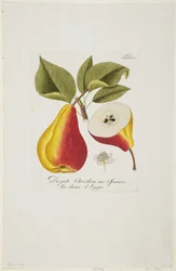 O bom Christbirn da Espanha de &39;Pomona Austriaca, ou Arbres Fruitiers D&39;Autriche&39;, 1787-96 (gravura colorida à mão)
