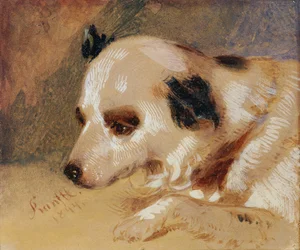 Cabeça de cão