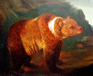 A Brown Bear in a Landscape, c.1719 (óleo sobre tela)