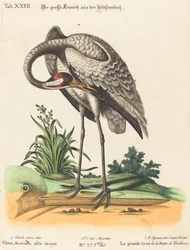 Grus Americana, alto major