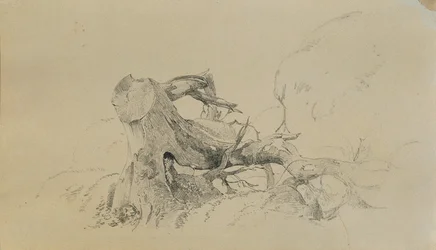Sistema radicular, árvore caída