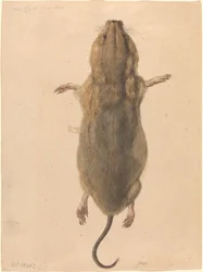 Um rato de campo, visto de cima