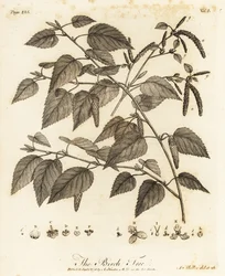 Bétula felpuda, Betula pubescens.