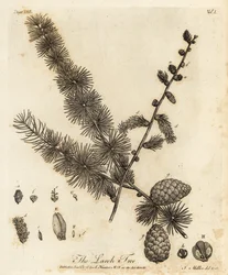 lariço europeu, Larix decidua.