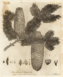 Abies alba, Abies alba.