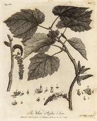 Álamo branco, Populus alba.