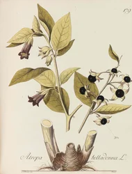 Ilustração de todas as plantas econômicas, 1786-1788.