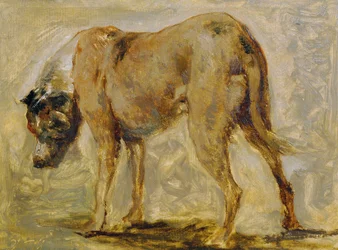 Dogue alemão marrom