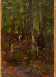 paisagem da floresta