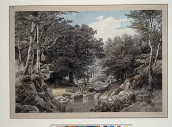 Interior de floresta com veados junto à água