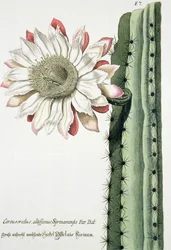 alta Syrinamensis alertas brilhante de Phythanthoza Iconographica publicado na Alemanha, 1737-1745