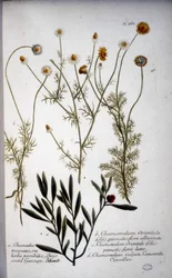 Várias espécies de Chamaemelum (camomila) - No "Herbarium" de J.W.Weinmann em 1737.