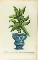 African Aloe, prato 47 da Phtanthoza Iconographia