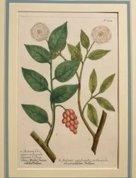 Arbusto de bálsamo ocidental, gravura colorida