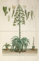 Placa gravada e mezzotint de Aloe Americana folio Mucronato, c. 1735-1737
