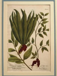Grande Galanga (Alpinia galanga), Galanga Indica major e Galanga major, gravura colorida