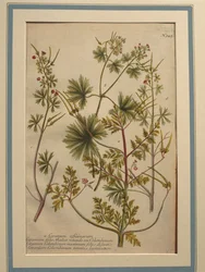 Herb Robert (Geranium robertianum), gravura colorida