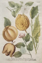 Phytanthoza iconografia: No. 703.