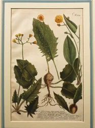 Parede Hawkweed (Hieracium murorum), gravura colorida