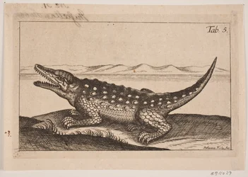 Um crocodilo