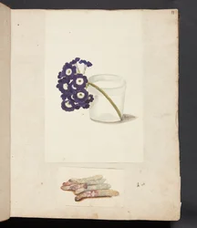 Estudo de flor em copo com água e espargos brancos