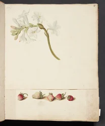 Estudo de flor e morango