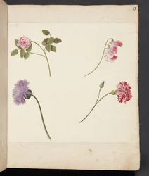 Estudo de flores