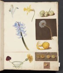Estudo de flores, frutas e tomates verdes