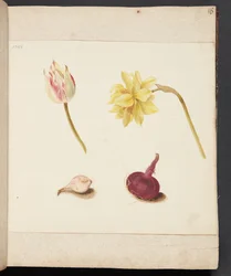 Estudo de flores e bulbos