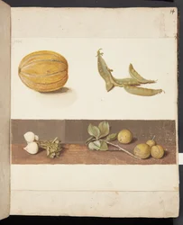 Estudo de frutas e legumes