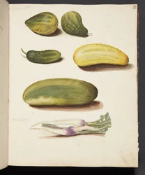 Estudo de legumes