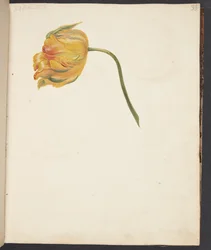 Estudo da tulipa amarela