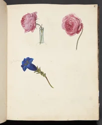 Estudo de rosa rosa e flor azul