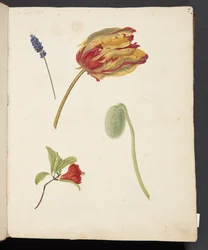 Estudo de uma tulipa e de outras flores